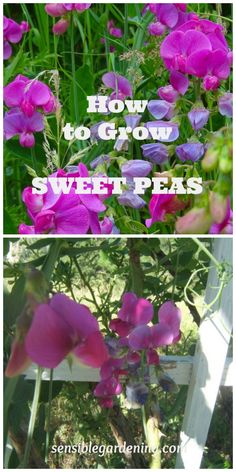 purple flowers with the words how to grow sweet peas