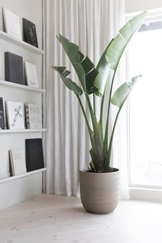 a potted plant sitting on top of a wooden table in front of a window