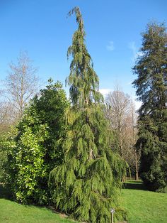 a tall tree in the middle of a park