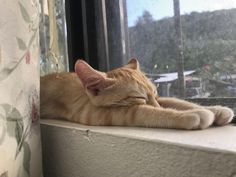 an orange cat laying on top of a window sill next to a window pane