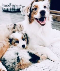 three dogs are laying on the floor together