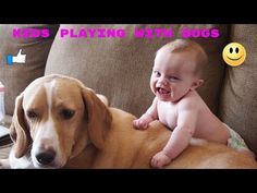 a baby is sitting on top of a dog's back while it looks at the camera