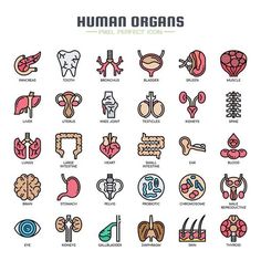 the human organs and their functions, including heart, lungs, stomachs, livers,