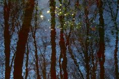 Night Reflection, Forest Leaves, Mazzy Star, Night Forest, Art Subject, Art Color, Nature Photographs, Original Fine Art, Digital Photography