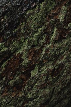 the bark of a tree is green and brown