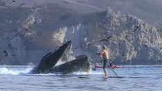 a man standing on a paddle board in front of a whale