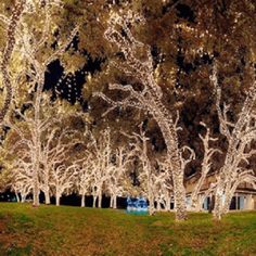 the trees are lit up with white lights