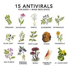 an image of plants and flowers with the words 15 antivials for body and mind resilince