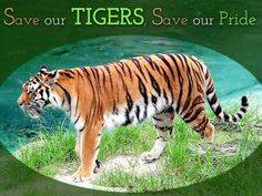 a tiger walking across a lush green field next to a river with the words save our tigers, save our pride