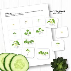 cut up cucumber slices next to the montessor worksheet