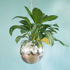 a potted plant in a disco ball hanging from a chain on a blue wall