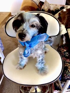 a small dog sitting in a chair with a blue bow on it's collar