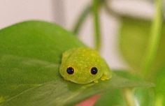 a small green frog sitting on top of a leaf