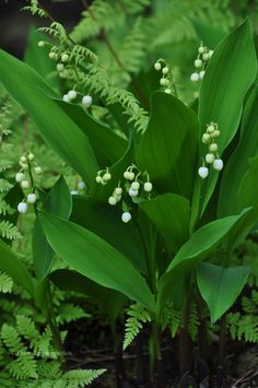 small white flowers and green leaves in the woods