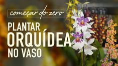 an image of flowers with the words plantar orquidea no vaso