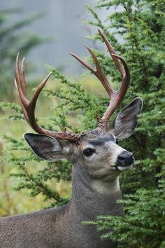 a deer with antlers is standing in the woods