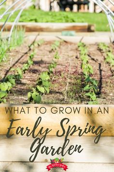 what to grow in an early spring garden