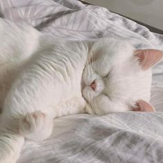 a white cat sleeping on top of a bed