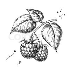 blackberries on the branch with leaves and sprouts, hand drawn in ink