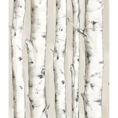 an image of birch trees painted in black and white on the wall with neutral tones