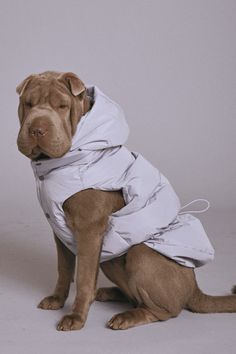 a brown dog wearing a white coat and sitting down