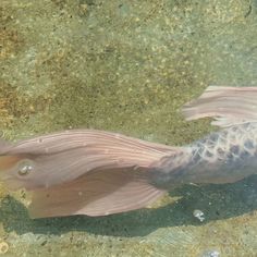 a fish with long pink fins swimming in the water