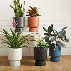 there are many different types of plants in the vases on the wooden flooring