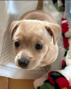 a small brown dog sitting on top of a blanket