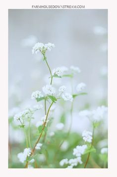 white flowers with green leaves in the foreground and text overlay that reads farmhouse garden stream