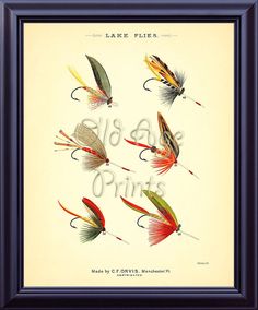 an illustration of different types of fishing flies