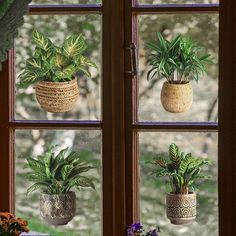 three potted plants sitting on top of a window sill next to each other