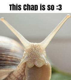 there is a snail with its mouth open and the caption reads, this chap is so - 3