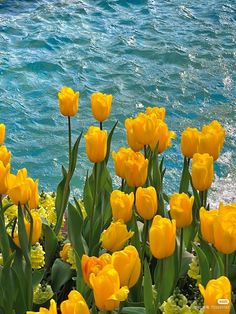 yellow tulips are blooming near the water