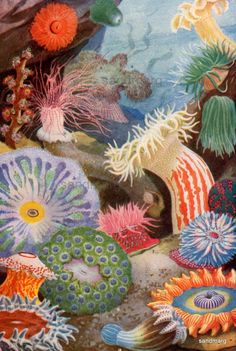 an underwater scene with corals and other marine life