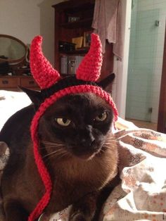 7 Halloween Costumes for Your Cat for 2023 | Cute Cat Outfits Crochet Cat Beanie, Cap Crochet, Crochet Cat Hat, Cat Beanie, Rule The World