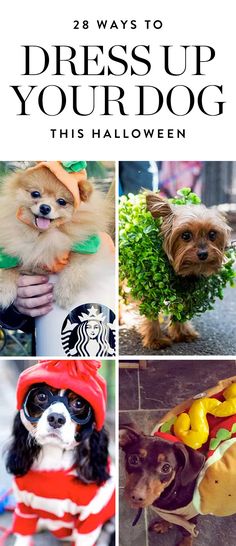 there are pictures of dogs dressed up in costumes for halloween and the title says, 28 ways to dress up your dog this halloween