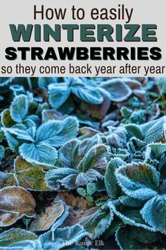 frosted plants with the title how to easily winterize strawberries so they come back year after year