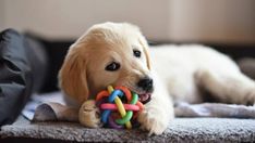 a dog chewing on a toy with it's paws