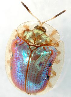 a colorful bug sitting on top of a white surface