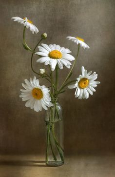 a vase filled with white daisies on top of a table