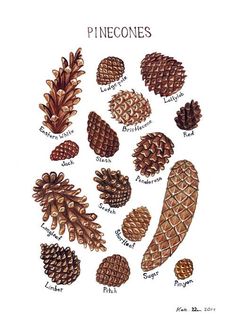 pine cones are arranged on top of each other, with the words pinecones below them