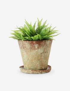 a potted plant sitting on top of a table