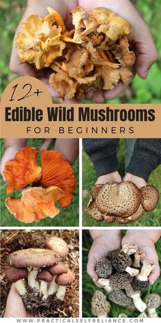 different types of edible wild mushrooms for beginners