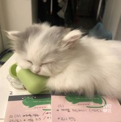 a white cat sleeping on top of a green cup