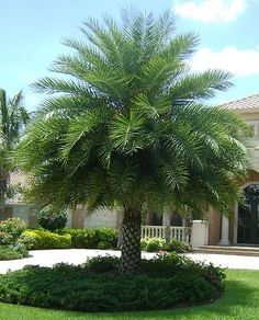 a palm tree in the middle of a garden