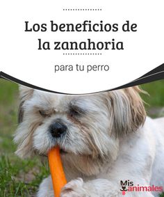 a small white dog holding a carrot in it's mouth with the caption los beneficios de la zanadria para tu perro