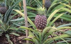 a pineapple growing in the middle of a field