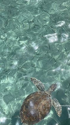 a sea turtle swimming in clear blue water