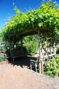 a bench sitting under a pergolia covered arbor