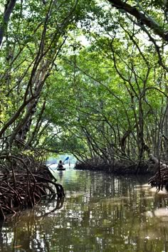 a man in a kayak paddles through the water surrounded by trees and vegetation